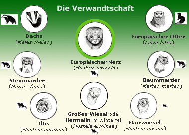 Marder, Iltis, Nerz und Wiesel - PIRSCH 13-2023