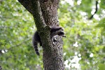 Waschbär im Baum