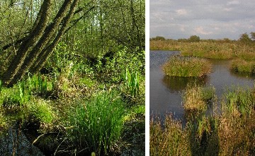 Lebensräume am Steinhuder Meer