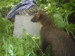 Baummarder an der Fotofalle