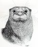 Otter