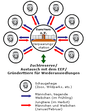 Erhaltungszucht über die Verpaarungsstation